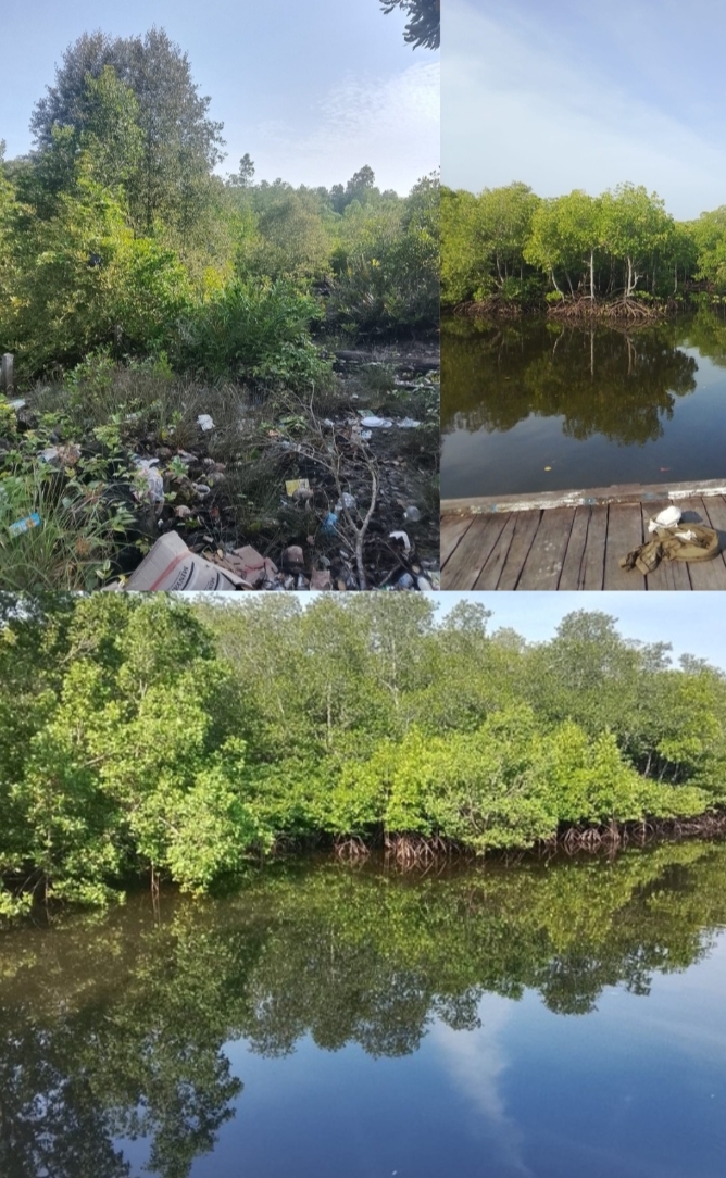 Dugaan jual Bali ratusan hektar hutan bakau( mangrove ),di RT 15, lok tunggul kelurahan Bontang lestari kec Bontang selatan semakin meraja lela