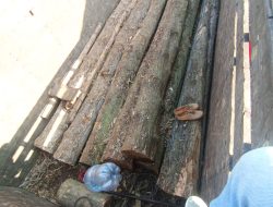 “Penyakit” Perhutani Mendarah Daging: Dugaan Pencurian Kayu Sistematis di BKPH Kalonan dan TPK Banjarwaru Terungkap!