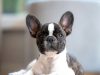 Tips Persiapan Adopsi Anjing Jenis French Bulldog