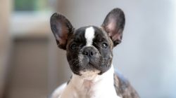 Tips Persiapan Adopsi Anjing Jenis French Bulldog