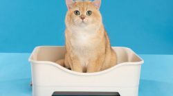 Rekomendasi Pasir Kucing Serap Bau di Ruangan Indoor