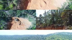 Tetap Panen Di Lahan Negara, Masyarakat Sesalkan Sikap PT Barapala