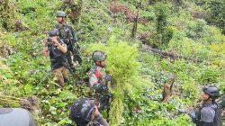Jenderal Lucky Avianto Turun Gunung Hancurkan Ladang Ganja Di Pedalaman Rimba, Paska ‘Dilegalkan’ OPM Papua