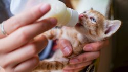 Panduan Memberikan Susu pada Anak Kucing Sesuai Kebutuhan