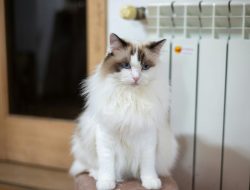 Mengenal Ragdoll Cat dan Pemeliharaan Bulunya