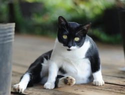 Penyebab Perut Kucing Membesar dan Cara Mengatasinya