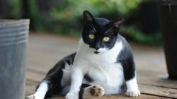 Penyebab Perut Kucing Membesar dan Cara Mengatasinya