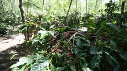 Holding Perkebunan Nusantara Dorong Kinerja Kopi PalmCo Tetap Solid di Tengah Tekanan Cuaca