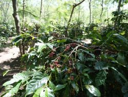 Holding Perkebunan Nusantara Dorong Kinerja Kopi PalmCo Tetap Solid di Tengah Tekanan Cuaca